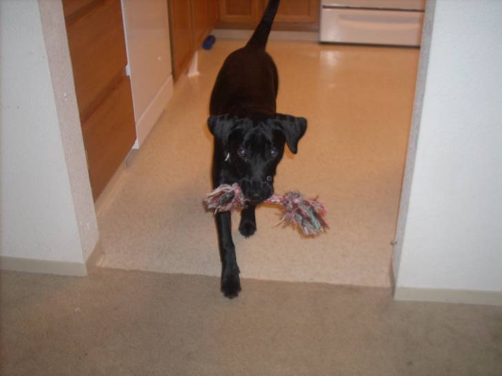 Kaia - Femelle (10 mois)