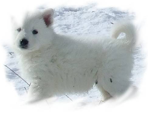 Neige - Femelle (5 mois)