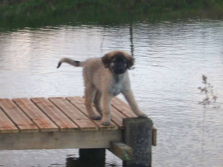 Gaby - Mâle (4 mois)