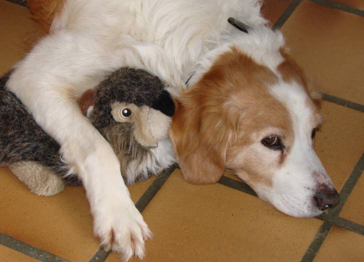 Maxou - Mâle (14 ans)