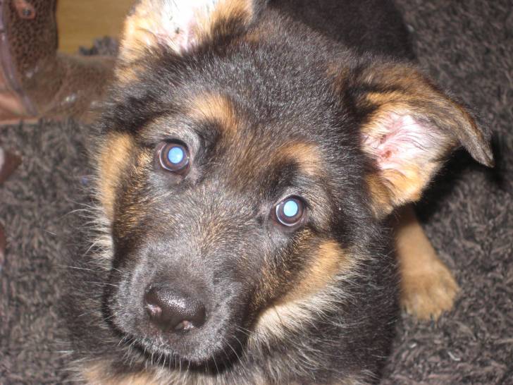 milly - (6 mois)