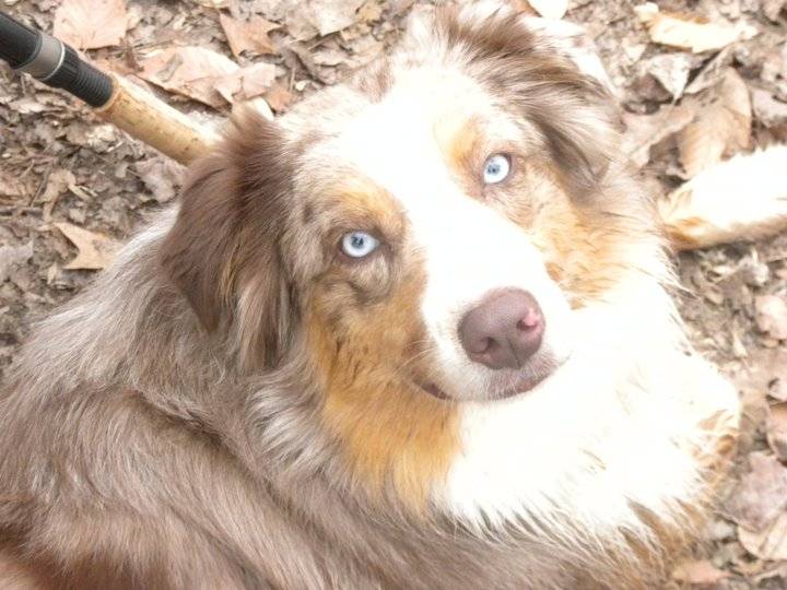 My Beautiful Dexter - Mâle (2 ans)