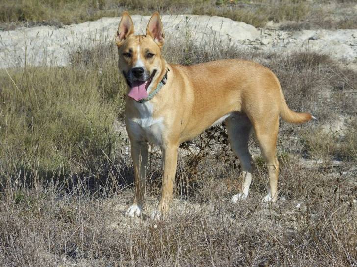 kaina - (2 ans)