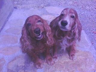 Mickey et bigoudi - Mâle (8 ans)