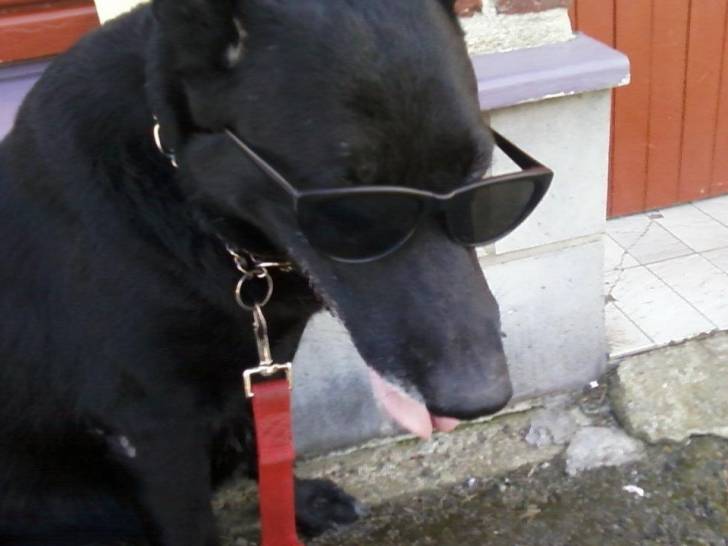 Ines - Femelle (8 ans)