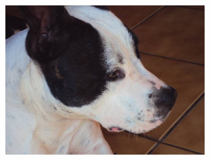 Kyra - Femelle (1 an)