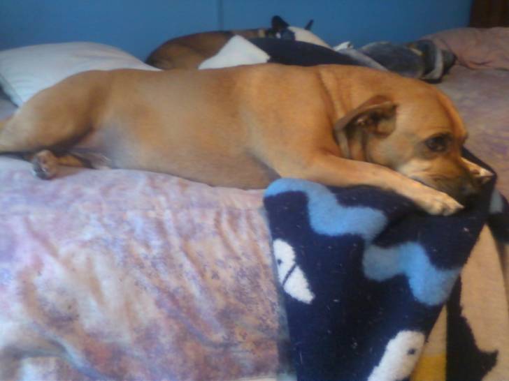 Duke - Mâle (4 ans)