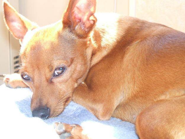 ouistiti - Mâle (5 ans)