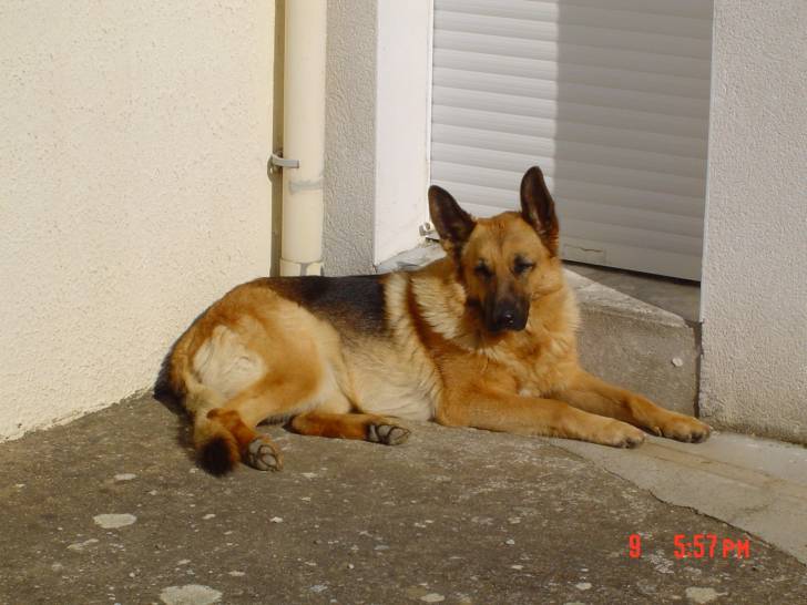 gaya - (5 ans)