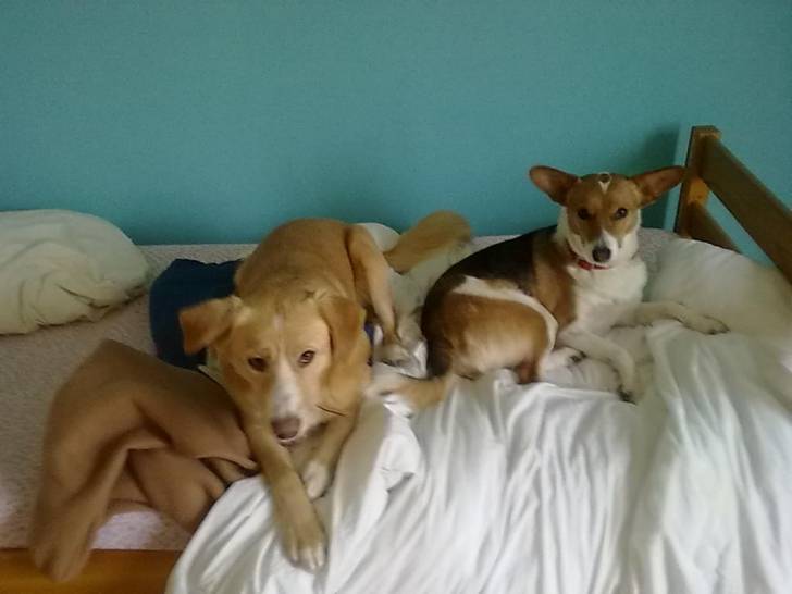 Donut's et Tippy ! ! ! - Mâle (2 ans)