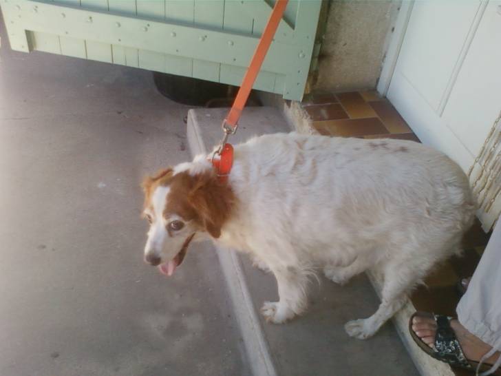 Rumba - Femelle (11 ans)