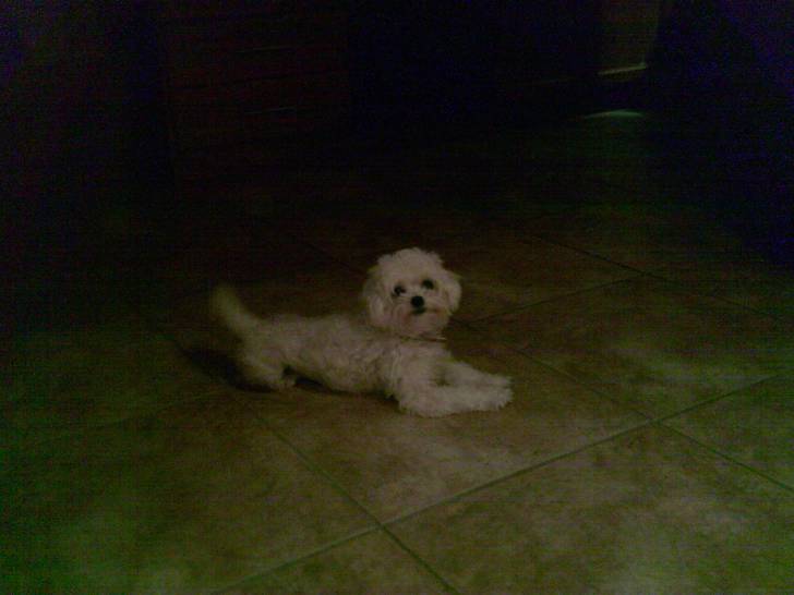 daisy - Femelle (5 ans)