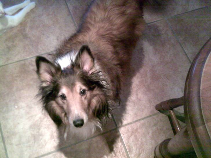 scooby - Mâle (12 ans)