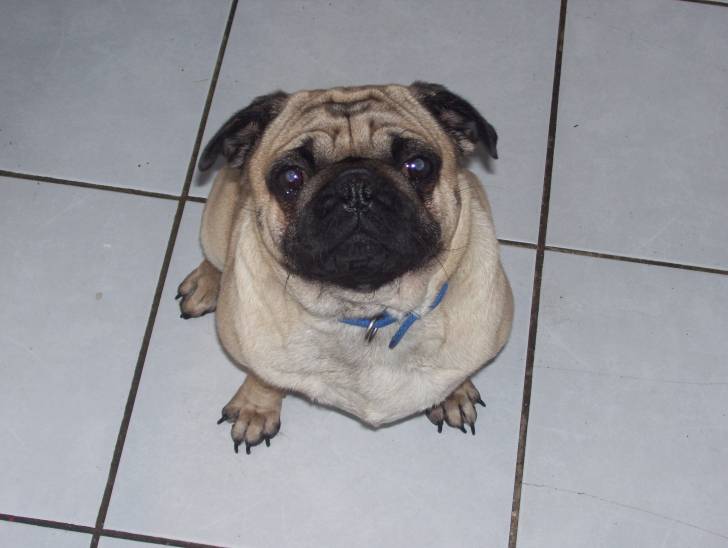 maguie - Femelle (3 ans)