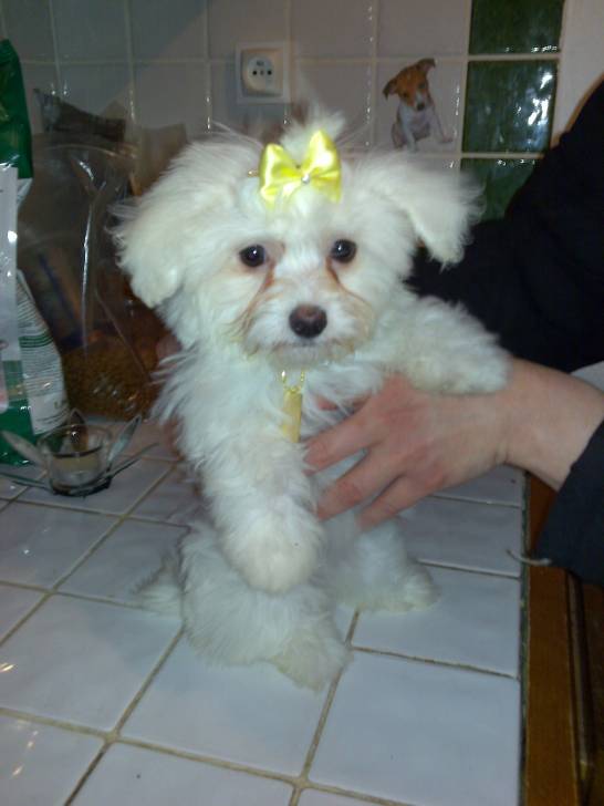 Dolly - (4 mois)