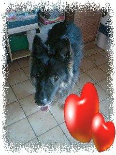 Loup - Mâle (11 ans)