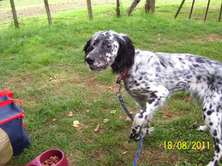 Fydgie - Femelle (1 an)