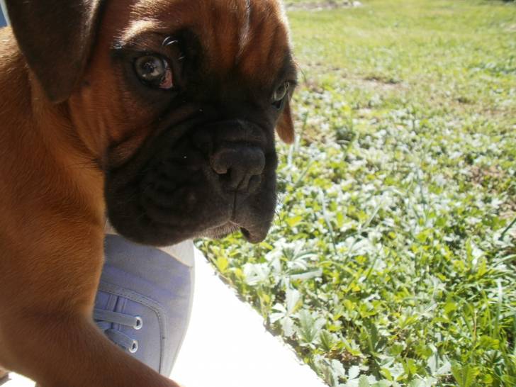 Guizmo - Mâle (1 an)