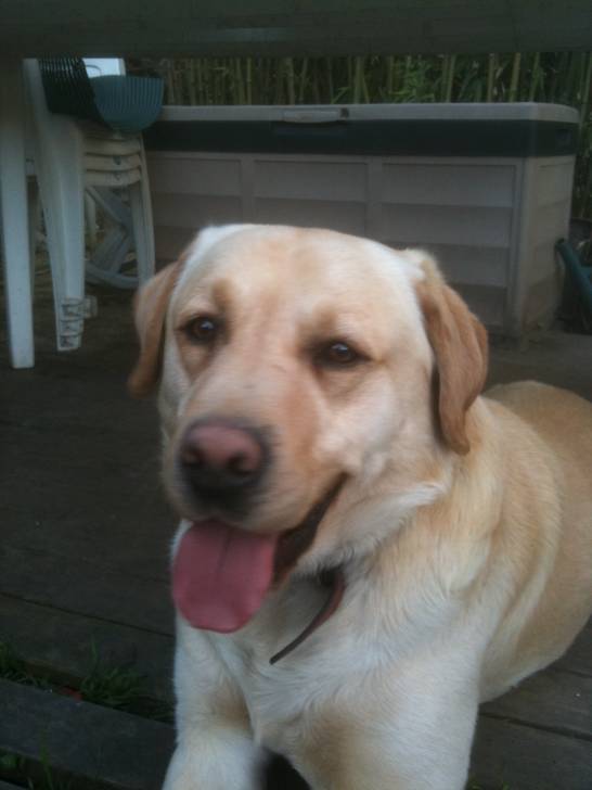 Alfi - Mâle (6 ans)