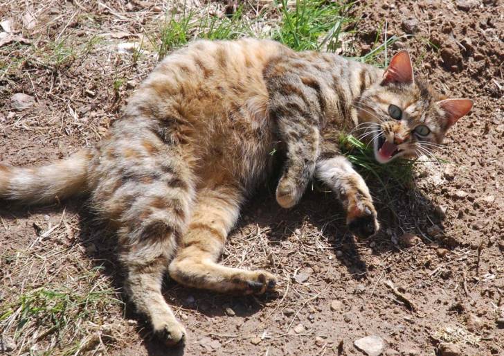 cléa - Femelle (2 ans)