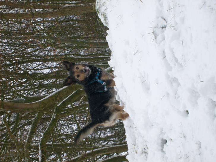tobby - Mâle (5 ans)
