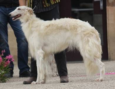 Laska - (5 ans)