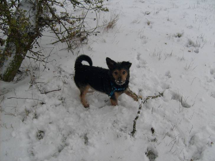 tobby =) - Mâle (5 mois)