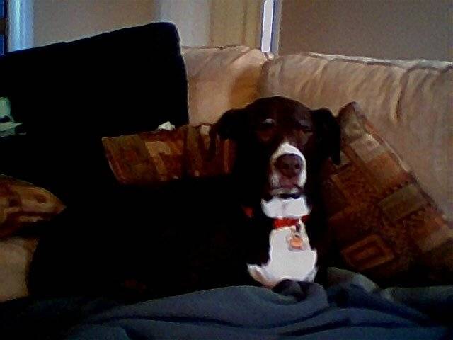Bailey - (12 ans)
