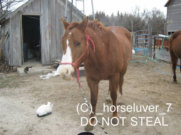 Sweet Hustler - (12 ans)