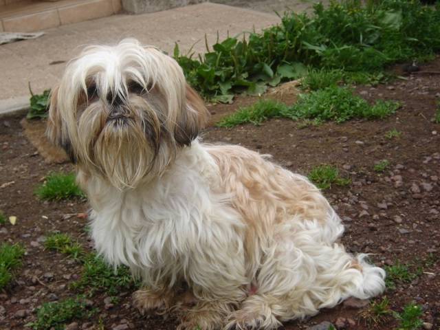 dolly - Femelle (1 an)