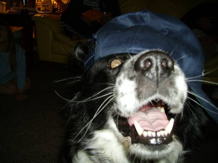 Blue - Mâle (8 ans)