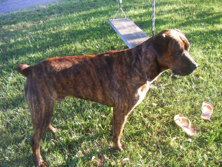Rocky - Mâle (5 ans)