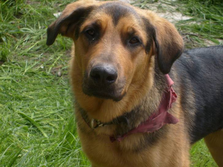 kato - Mâle (3 ans)