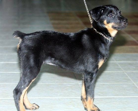 white - Mâle (3 mois)