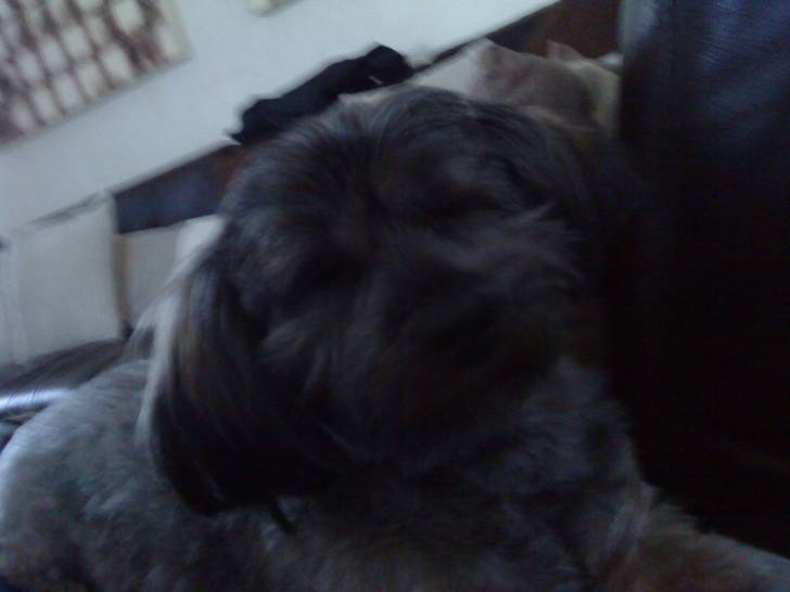 Sally - Femelle (8 ans)