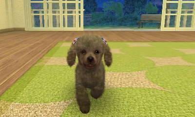 coco - (3 mois)