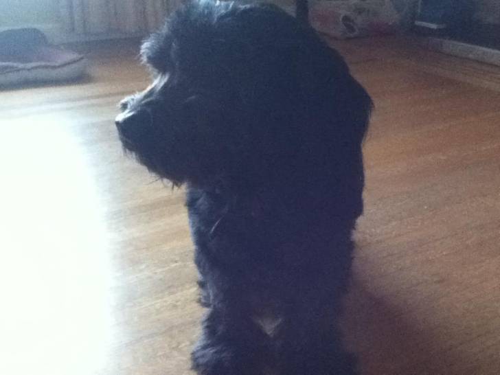 Negrita - (4 ans)