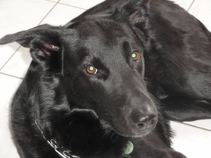 Bandit - Mâle (5 ans)