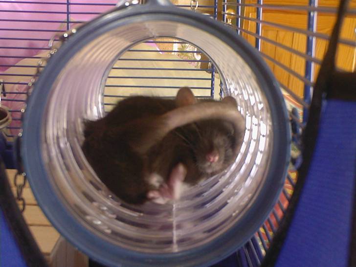 Amira - Femelle (2 ans)