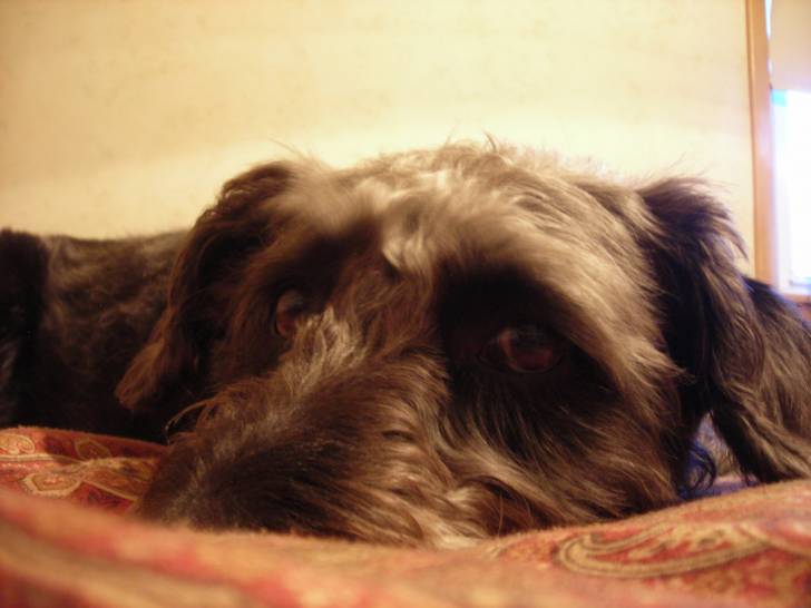 Gracie - Femelle (6 ans)