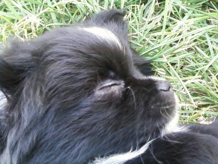 Griffin - Mâle (2 ans)