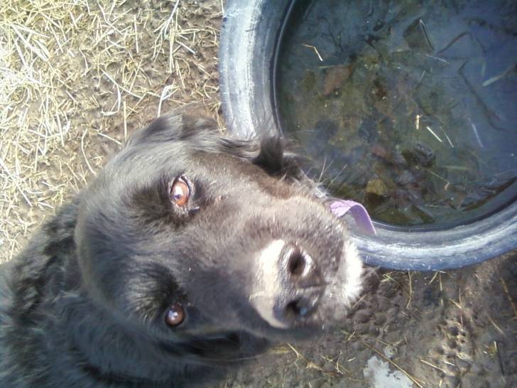 Shasta - Femelle (17 ans)