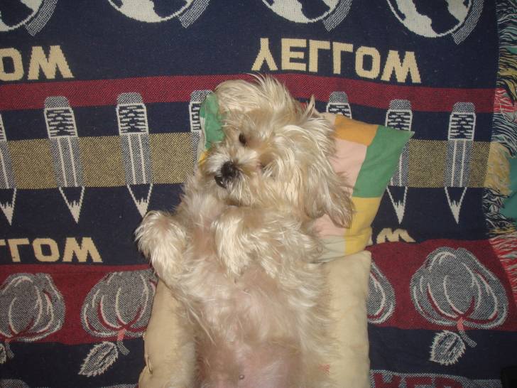 Maya - Femelle (4 ans)