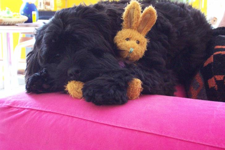 Boulie & Peluche - Femelle (10 ans)