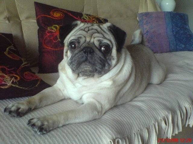 diego - Mâle (5 ans)