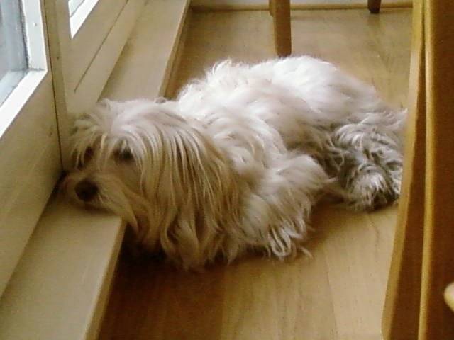 Ulka - Femelle (5 ans)