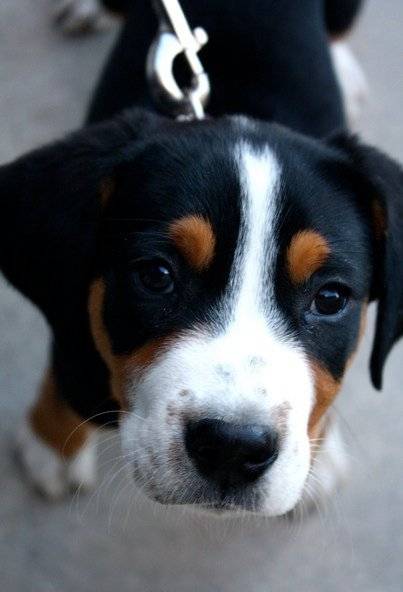 Max - Grosser Schweizer Sennenhund Mâle (4 mois)