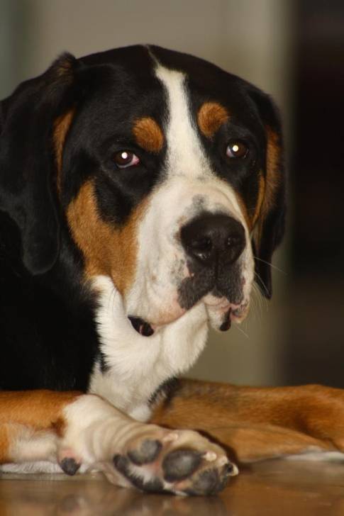 Max - Grosser Schweizer Sennenhund Mâle (1 an)