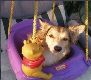 Sparky - Mâle (6 ans)
