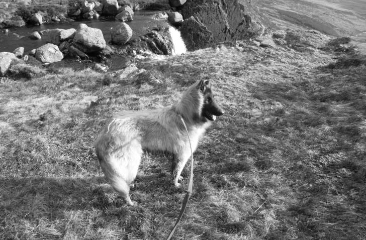 Django - Mâle (4 ans)